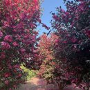 다온농장 | 제주도 열대과일농장 유진팡 내돈내산후기 / 아이랑 체험하기좋은곳