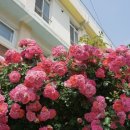 남명초등학교 담장  이미지