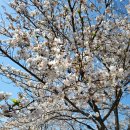 경북대학교 수의과대학 부속동물병원(분원) | 상주시 숨은 벚꽃명소 2곳