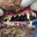 부곡동물병원 이미지