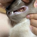 이치덴탈 이미지