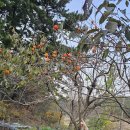 풍년농약마트 | 태안 귀인의 집에서 만난 무농약 노지 단감 수확기