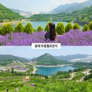동해 여행 가볼만한곳 무릉별유천지 라벤더축제 실시간 6월 여행지 추천