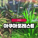 광교휴먼시아 버스정류장 | 수원 광교 수족관 아쿠아포레스트 거북이 집사가 믿고 가는 단골 매장