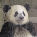 시골쥐를 부탁해 이미지