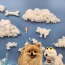 강아지 놀이터 이미지