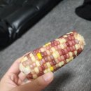 최씨네텃밭