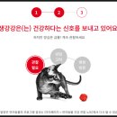 시그널동물병원 | 고양이 아플때 건강체크방법, 로얄캐닌 건강 시그널 툴 후기