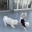 퍼피엔젤스 이미지