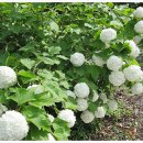 장수목가든 이미지