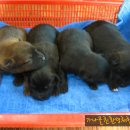 신구농장 이미지