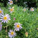 까사까미노 이미지