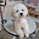 리틀댕댕 이미지