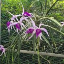 Brassocattleya Amethyst 이미지