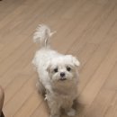 굿모닝토토 이미지