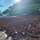 남해 36.5 이미지