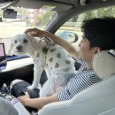컨트리애견의집 | [일상/용인] 용인 컨츄리독힐링파크 대형 애견동반 바베큐 카페 방문후기