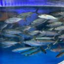 고등어다찌 이미지