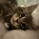 고양이분양 반하나캣 이미지