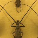 양평곤충박물관 이미지