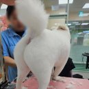 웰니스펫뷰티 이미지