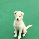 똥강아지 이미지