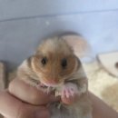 봄꽃햄스터 이미지