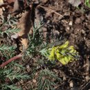 원주굽이길 원4코스 명봉산진달래길 이미지