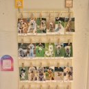 개팔상팔 이미지