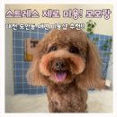 대전 도안동 애견 미용 추천 | 강아지가 편안한 미용을 위해 모모랑으로!