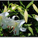 도출목장 이미지