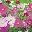 코스모스여화 이미지