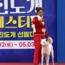 우정진도개 Daum카페