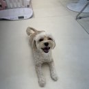 살랑살랑 펫미용 이미지