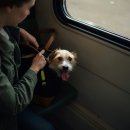 내사랑 강아지 이미지