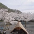 구만내 | 경남 밀양 구만산장 오토캠핑장 벚꽃캠핑후기