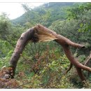 용방초교 이미지