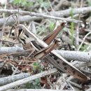 제주각시 이미지