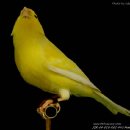 카나리아 이미지