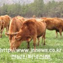 수도한우 이미지