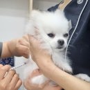 푸른하늘동물병원 이미지