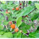 원주굽이길 원2코스 구학산둘레숲길 이미지