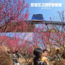 수산2리 생태마을 포토존 | 울산 장생포고래문화마을 홍매화 명소 위치 주차 아이랑 여행코스