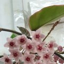 운정사랑약국 이미지