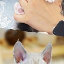 강남고양이분양 스타돌스 | 강남고양이분양 스타돌스에서 완벽한 반려묘를 만나세요! 🐾