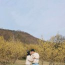 (주)송린 | 이천 산수유마을 산수유축제 3월31일 애견동반 방문후기