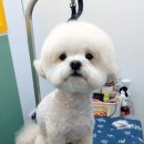 거창하개 이미지