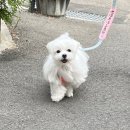 스모프치킨 울진북면점 이미지