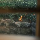 제주독채펜션감성숙소사우나 이미지