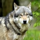 목원가축개량센터 | 수천 년 전부터 개의 다양성이 증가하기 시작했다고...